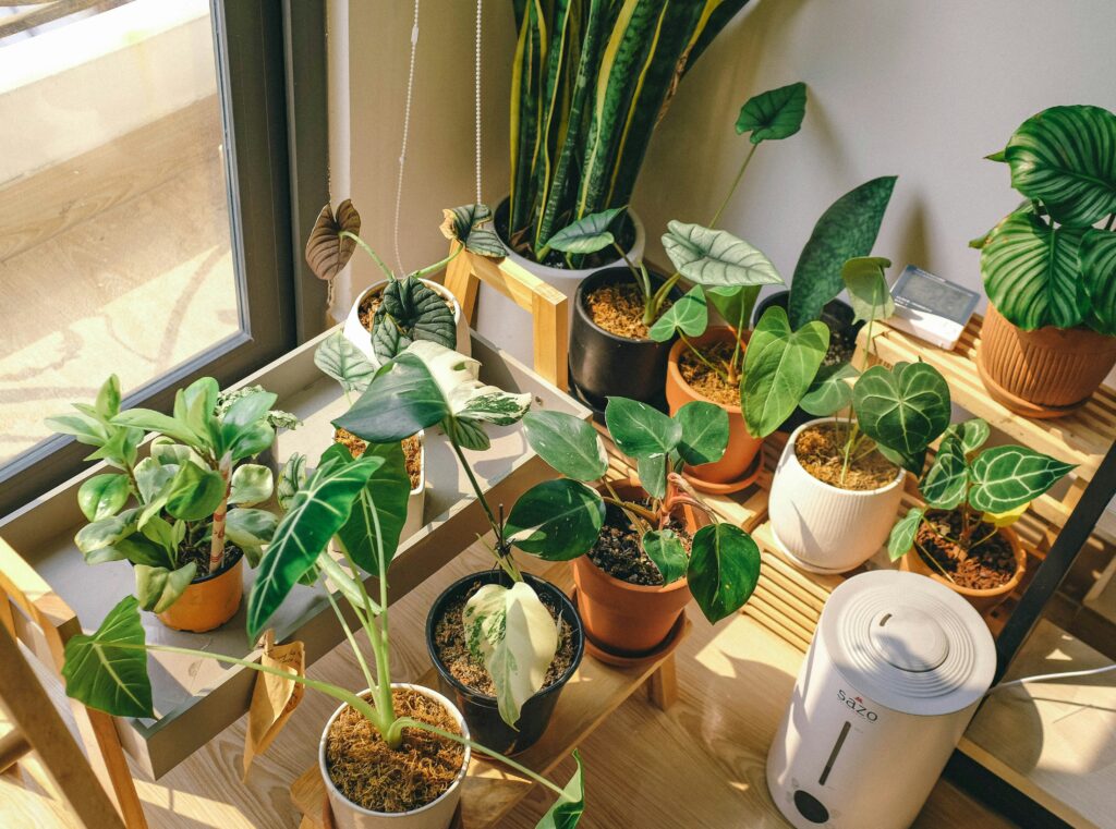 green potted plants on brown wooden table