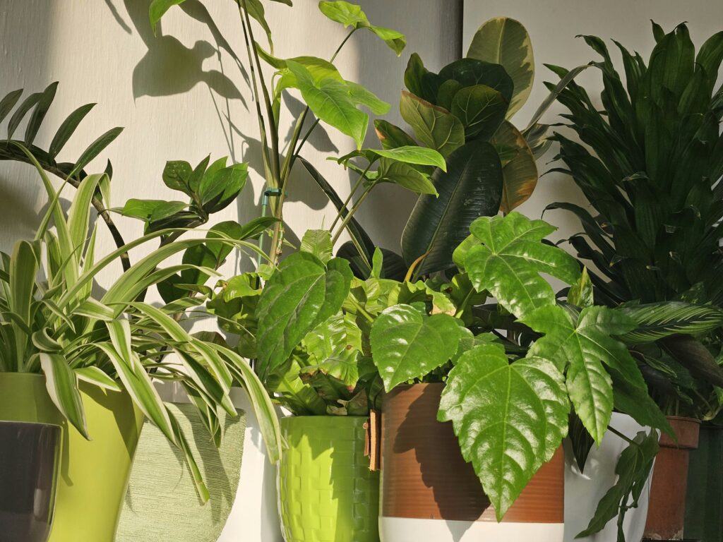 a collection of lush green house plants