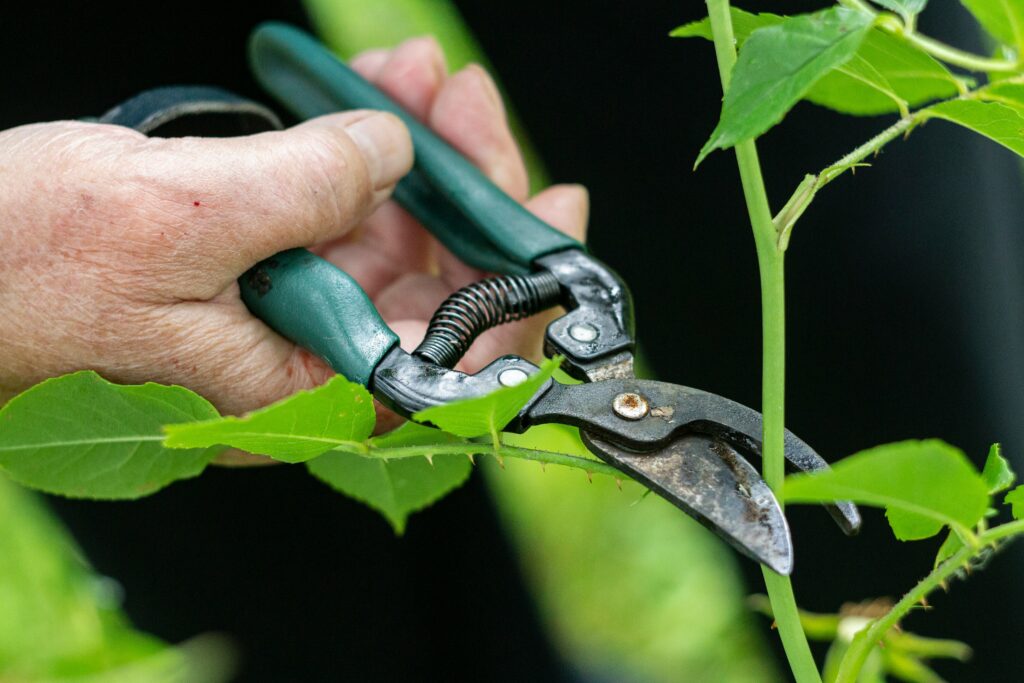 gardening pruning tool
