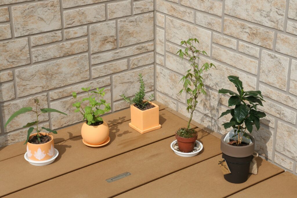 basic house plants under the sun